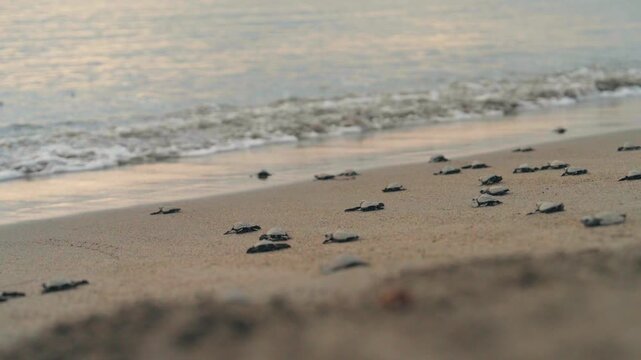 RELEASING OF HATCHLINGS SEA TURTLES 