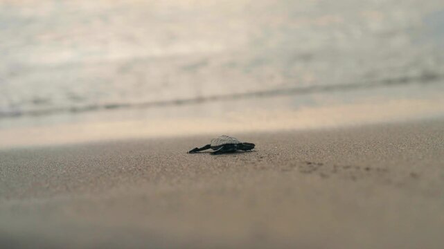 RELEASING OF HATCHLINGS SEA TURTLES 