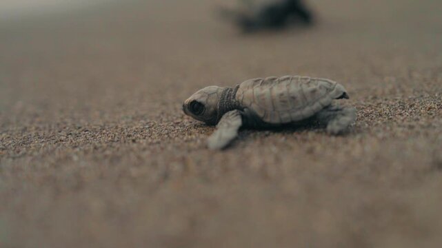 RELEASING OF HATCHLINGS SEA TURTLES 