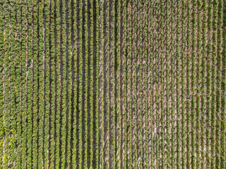 Trois-Puits, Reims, Marne, Grand-Est, France, August, 28th, 2025, Champagne Area, This stunning...