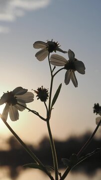 Morning weeds and wildflowers amidst the clouds and sky.
