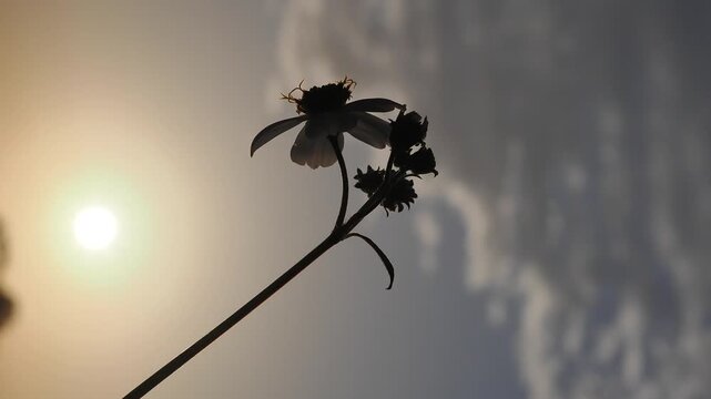 Morning weeds and wildflowers amidst the clouds and sky.