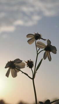 Morning weeds and wildflowers amidst the clouds and sky.