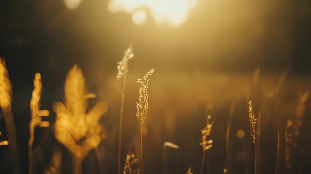 Wild grass seed heads are swaying gently, catching the warm, golden light of the setting sun, creating a calm and tranquil natural scene with atmospheric bokeh