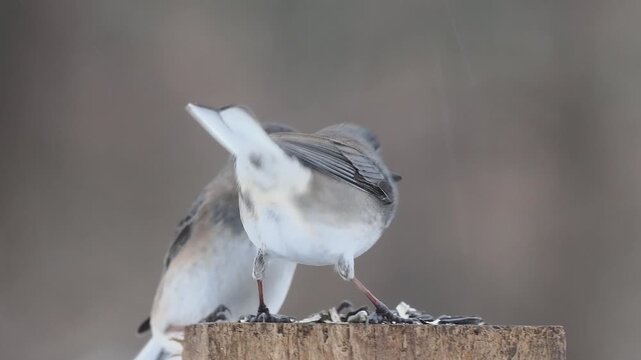 Dark-eyed junco feeding on sunflower seeds on weathered tree stump in soft winter light