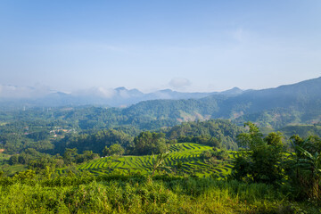 Fototapeta premium Sweeping view of vibrant terraced rice fields surrounded by dense green forest and rolling mountains under a clear blue sky in Dien Bien, Vietnam.