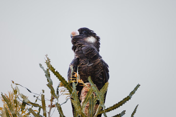 A Carnaby's black cockatoo looking up at the sky while sit on a banksia tree © Tove Liv