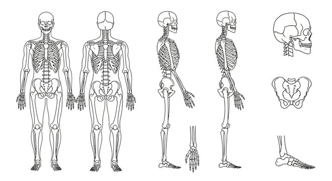 Anatomical illustration of the human skeletal system displayed from multiple perspectives