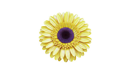 Close-up of a bright yellow Gerbera daisy against a white background