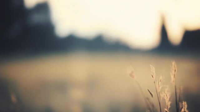 Soft golden light is illuminating a field of dried grass and subtle seed heads, creating a warm, peaceful, and soft focus background texture during twilight