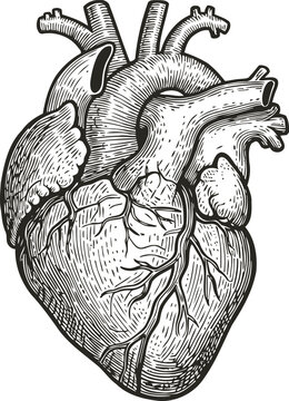 Detailed vintage anatomical human heart illustration with veins and arteries engraving