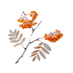 Frozen orange rowan berries on branch