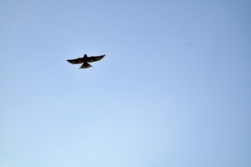 Fototapeta premium A swiftlet in flight in a blue sky.