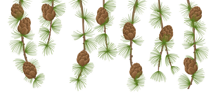 vector drawing larch branches with cones and green needles, natural background, hand drawn illustration