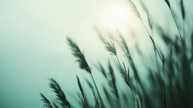 Tall grasses with feathery plumes catching the late afternoon sun, creating a peaceful and serene natural backdrop with a gentle, soft focus effect and ethereal light