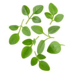 Fototapeta premium Fresh Green Watercress Leaves Isolated on Transparent Background for Culinary Use