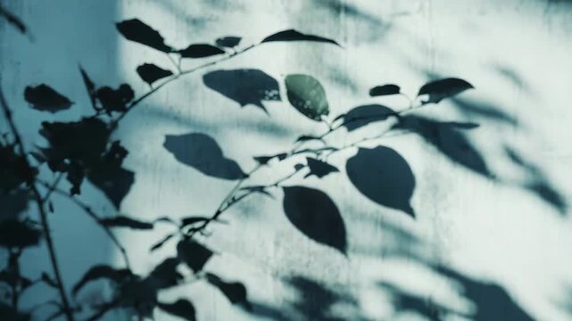 Plant branches with dark green leaves casting intricate shadows across a rough, weathered teal toned concrete wall, creating a graphic pattern and ambient mood