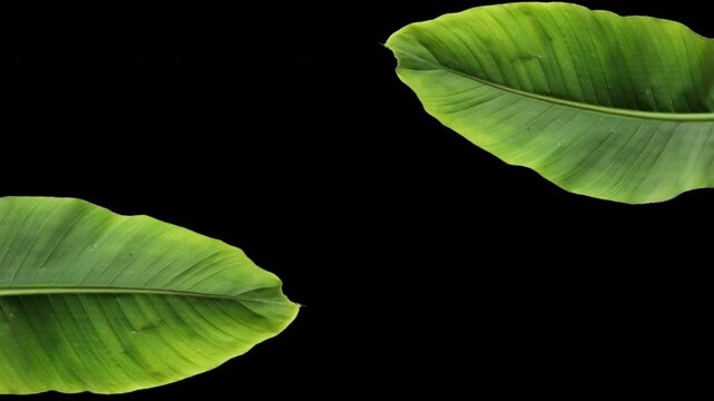 Green leaves reveal transition on transparent background