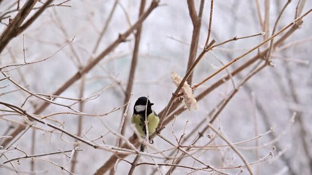 great tit parus major