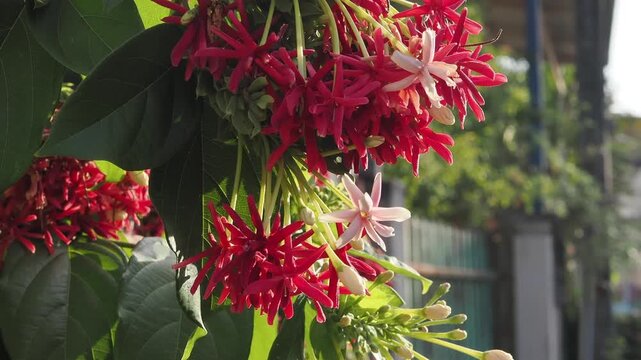 Yangon creeping flower, also known as chinese honeysuckle or madhumalti.