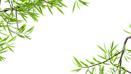 Fototapeta premium Willow leaves corner frame transparent 3D render