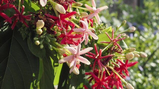 Yangon creeping flower, also known as chinese honeysuckle or madhumalti.