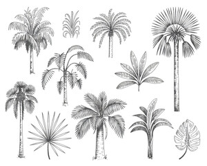 Fototapeta premium Palm trees outline collection sketch tropical plants hand drawn vector illustration island summer vacation paradise