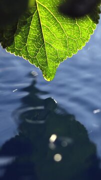 Green leaf and raindrops close up. Rain in nature concept	