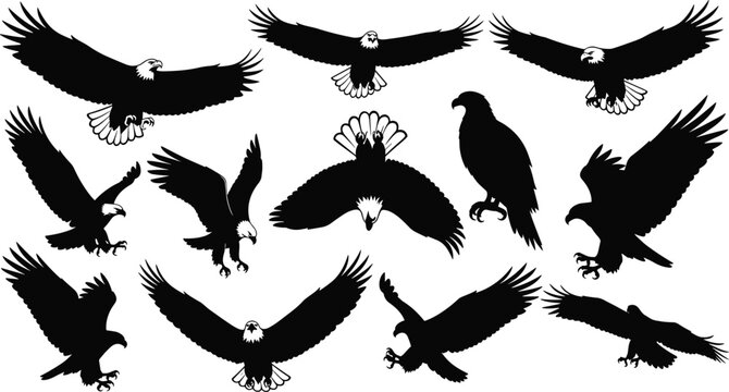 Eagle, silhouette, bird, flight, wings, black, predator, talon, perch, soar, dive, nature, wildlife, icon, vector, animal, majestic, raptor, freedom, motion