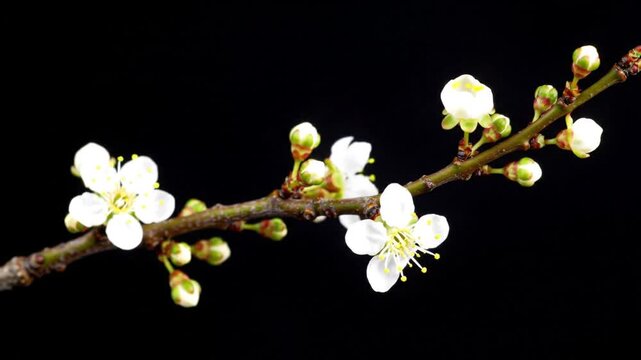 White Flowers on Branch Against Black Background.