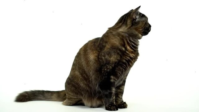 Tortoiseshell Cat Sitting and Looking Around.