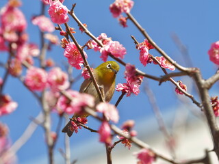 Tokyo,Japan - January 27, 2026: Red plum blossoms and a Japanese white-eye