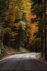 Obraz premium road in autumn forest