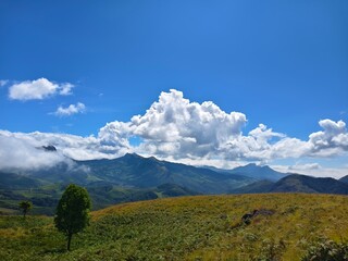 Obraz premium Lush Green Tea Plantations Rolling Across Misty Hills in Munnar, Kerala - South India's Hill Station Beauty