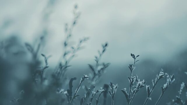Delicate plant branches showcasing icy frost details against a soft, muted background, creating a serene and atmospheric winter scene with ample copy space
