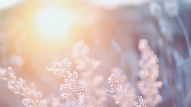 Delicate dry grass panicles glow in warm golden hour light, soft bokeh and pastel tones creating a serene, dreamy field backdrop perfect for tranquil, romantic layouts