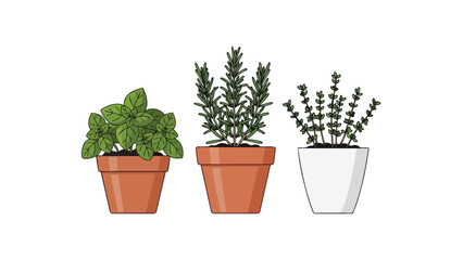 Obraz premium Illustration showing three popular potted herbs: green basil, spiky rosemary, and tiny-leafed thyme. Great for home cooking and simple plant decor