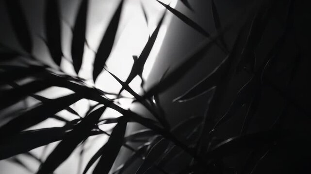 Palm leaves in silhouette from backlighting showing sharp shadows, forming an elegant natural abstract pattern and a strong contrast between dark and bright areas