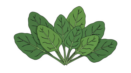 Fresh green spinach leaves illustration, perfect for healthy eating visuals, organic produce promotion, and culinary content. Vibrant vegetable