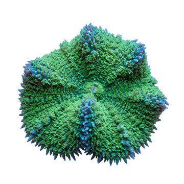 Rhodactis reef coral displaying a fleshy mushroom-like form, dense short tentacles, and vibrant green-blue coloration, typical of soft corals found in shallow tropical reefs.