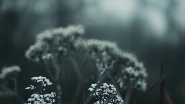 Frosted plant stem standing resiliently in a cold, misty winter forest, showcasing the delicate beauty and endurance of nature in freezing weather conditions