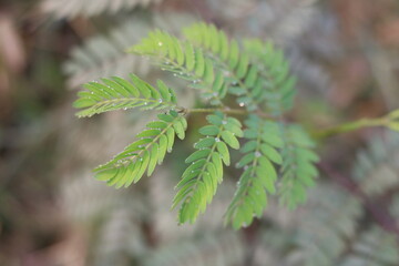 Touch-Me-Not Plant (Mimosa Pudica) 🌿  Sensitive Plant Leaves Folding  Nature Macro Video
