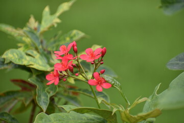 Description: Vibrant clusters of star-shaped red Peregrina flowers blooming on a leafy branch. These tropical blossoms are captured in sharp detail against a lush, green bokeh background.