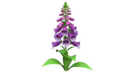 Obraz premium Purple Foxglove Flower