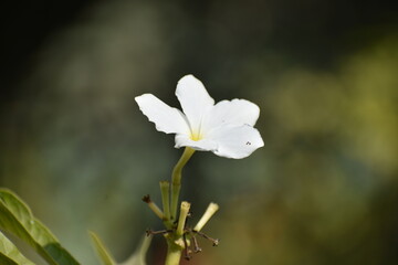 A pristine white Plumeria pudica flower, often called Bridal Bouquet, blooming against a soft bokeh background. Its delicate, spoon-shaped petals and yellow center radiate elegance