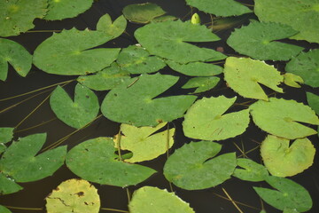 A cluster of vibrant green Water Lily leaves (Nymphaea) floating on a dark pond. The lily pads feature various sizes and heart-shaped notches, creating a rhythmic natural pattern on the water.