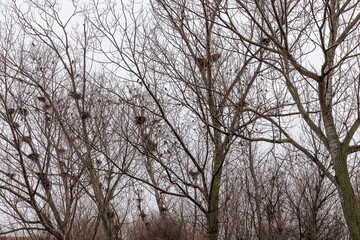 Fototapeta premium Corvus frugilegus. Colony of rooks with their nests in the branches of poplars built during the winter.