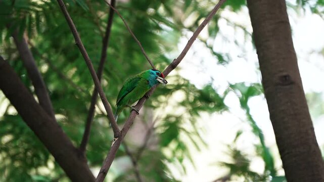 Blue-throated Barbet (Psilopogon asiaticus) with a food close-up in its habitat