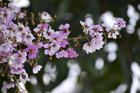 Beautiful clusters of pink and white Pride of India flowers (Lagerstroemia speciosa) blooming on slender branches against a lush, green bokeh background.