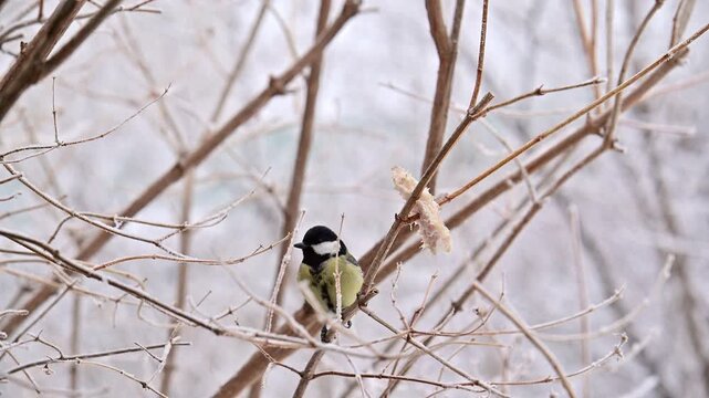 great tit parus major